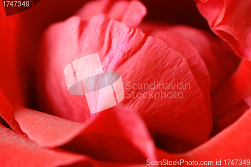 Image of Red rose petals