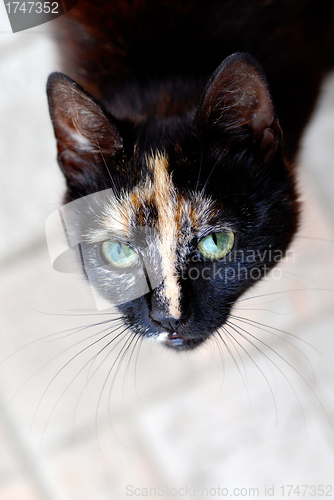 Image of Black cat portrait