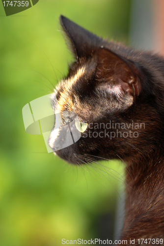 Image of Black cat portrait