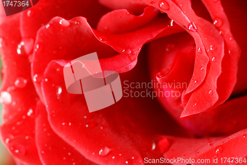 Image of Red rose petals