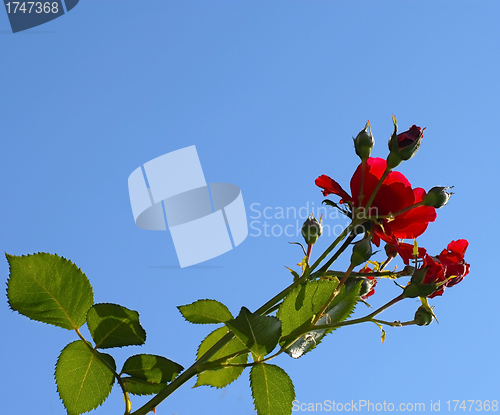 Image of Rose growing over blue sky