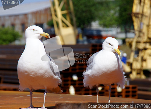 Image of Two seagulls  