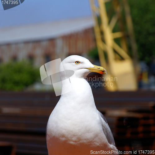 Image of Seagull 