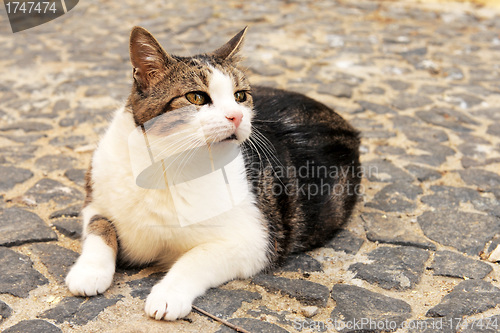 Image of tabby cat