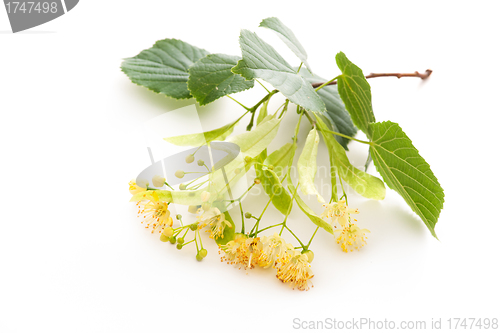 Image of Linden blossom