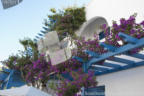 Image of Purple Bougainvillea