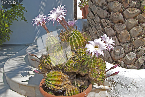 Image of Pink Cactus Flowers