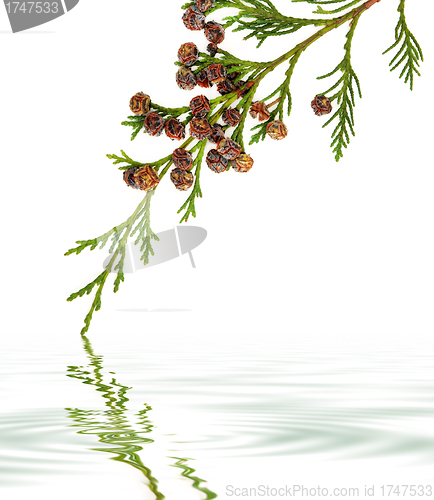 Image of Tranquility