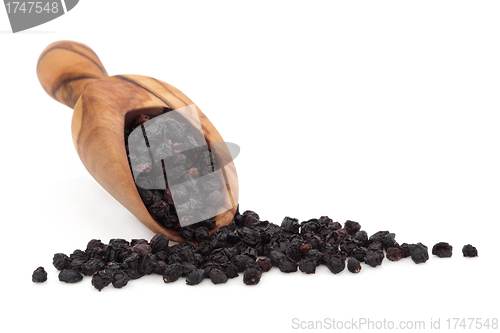 Image of Elderberry Fruit