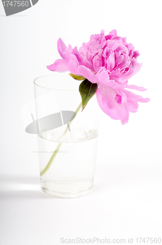 Image of Pink peony
