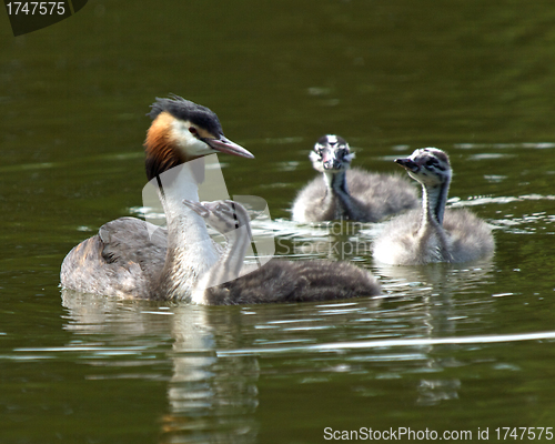 Image of Grebes