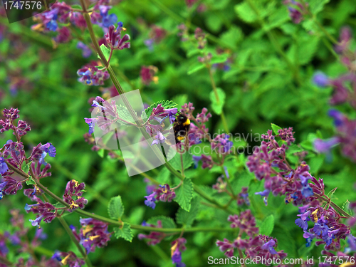 Image of Lavender