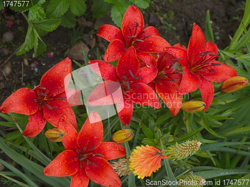 Image of Lillies