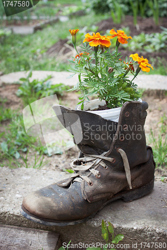 Image of Old shoe used in garden design