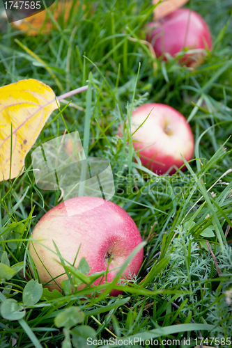 Image of Rosy apples fell on the green grass