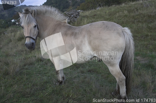 Image of A fjording, a norwegian horse