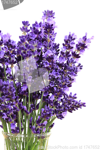 Image of Lavender
