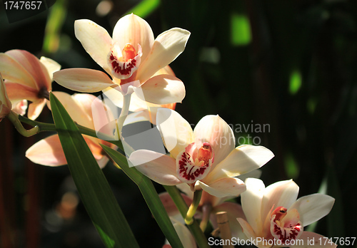 Image of Orchid flower