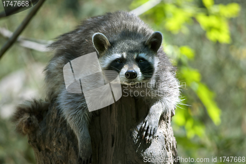 Image of Raccoon