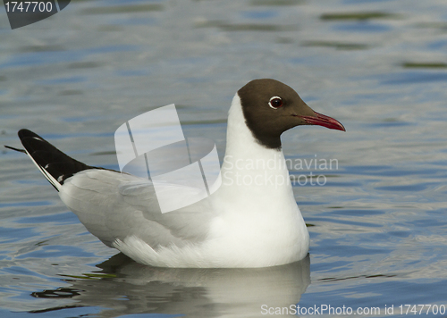 Image of Black-headed Gull