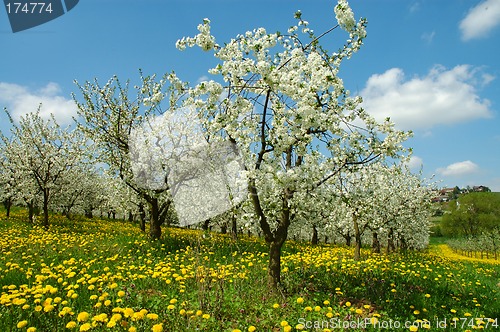 Image of Spring landscape