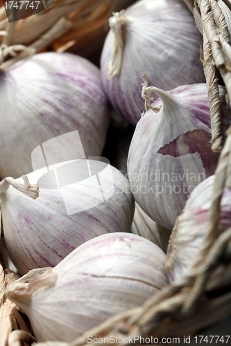 Image of fresh garlic bulbs
