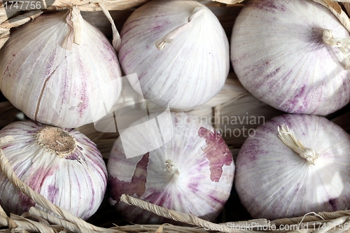 Image of fresh garlic bulbs