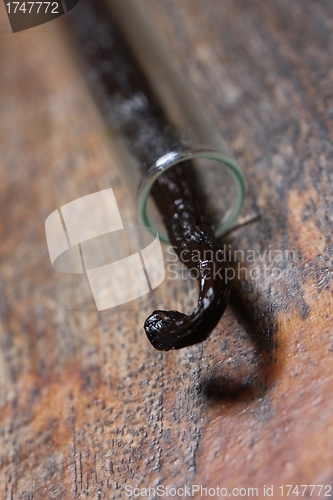 Image of bourbon vanilla pod