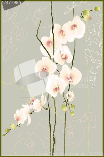 Image of Greeting card with orchid. Illustration orhid.