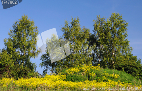 Image of Yellow Field Flowers and Birch-trees