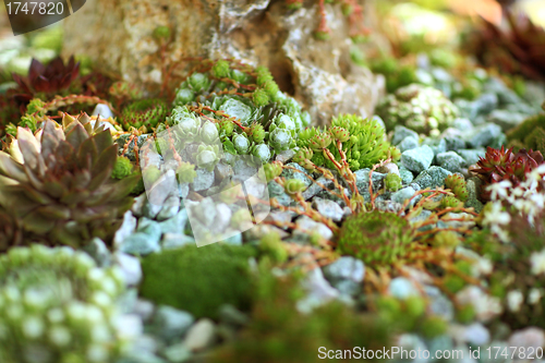 Image of Detail of rock garden