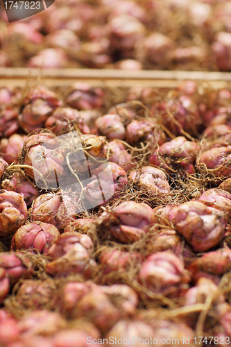 Image of Bulbs on market