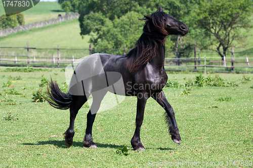 Image of Black friesian horse play on the meadow 