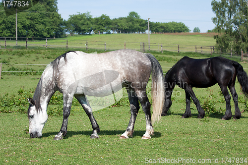 Image of Grazing horses 