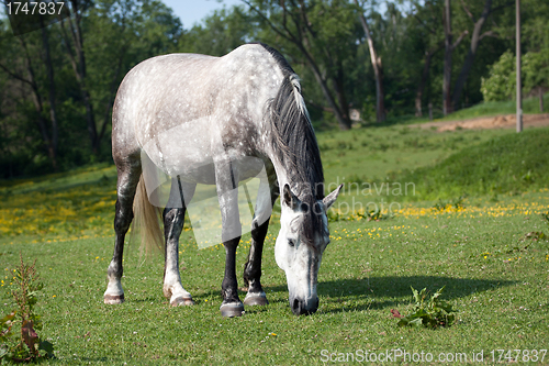 Image of Grazing horse 