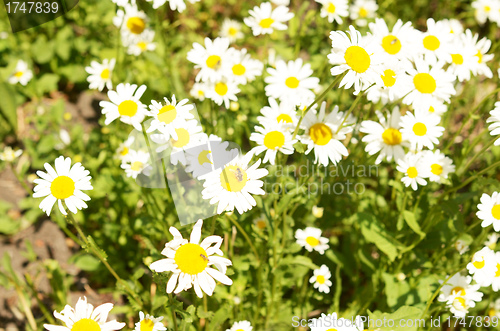 Image of camomiles