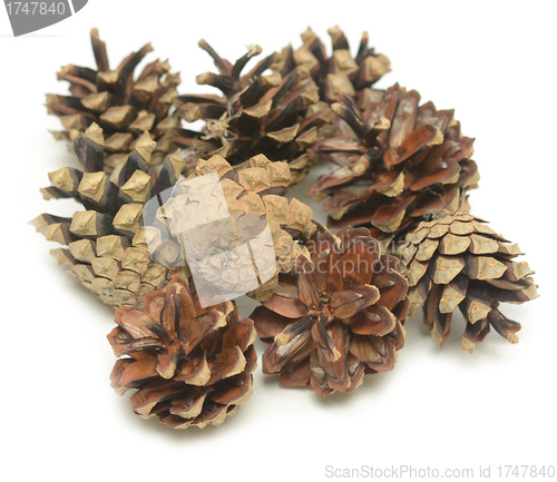 Image of pine cones