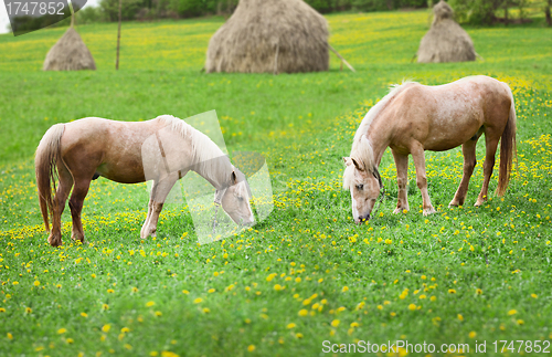 Image of Two horses graze in a meadow with haystacks