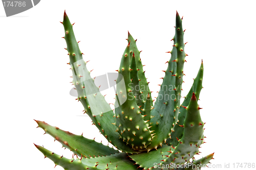 Image of Aloe