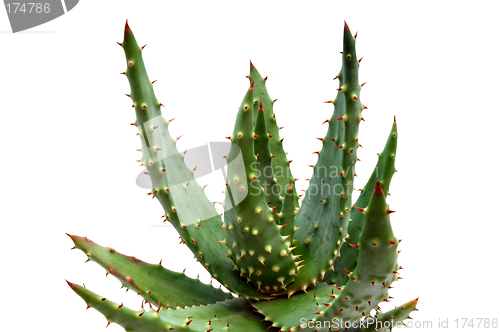 Image of Aloe