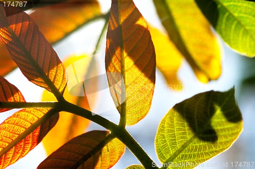 Image of Young leaves