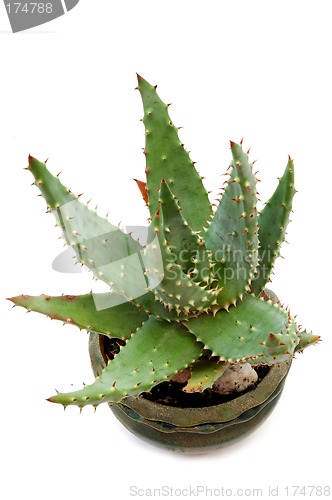 Image of Aloe