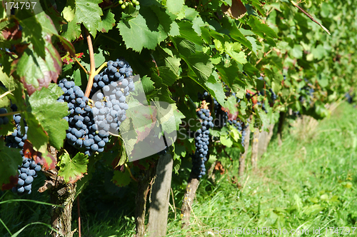 Image of Vineyard with ripe black grapes