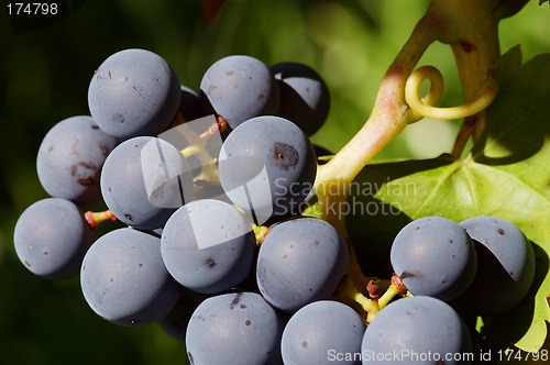 Image of Grapes