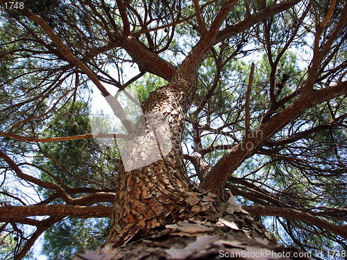 Image of Giant tree