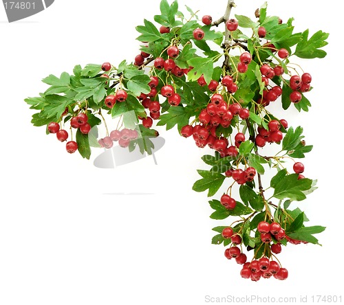 Image of Hawthorn