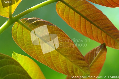 Image of Young leaves