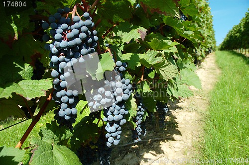 Image of Ripe black grapes