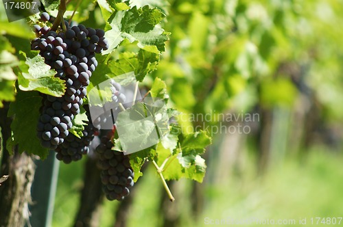 Image of Ripe black grapes