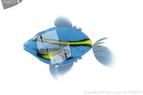 Image of blue fish